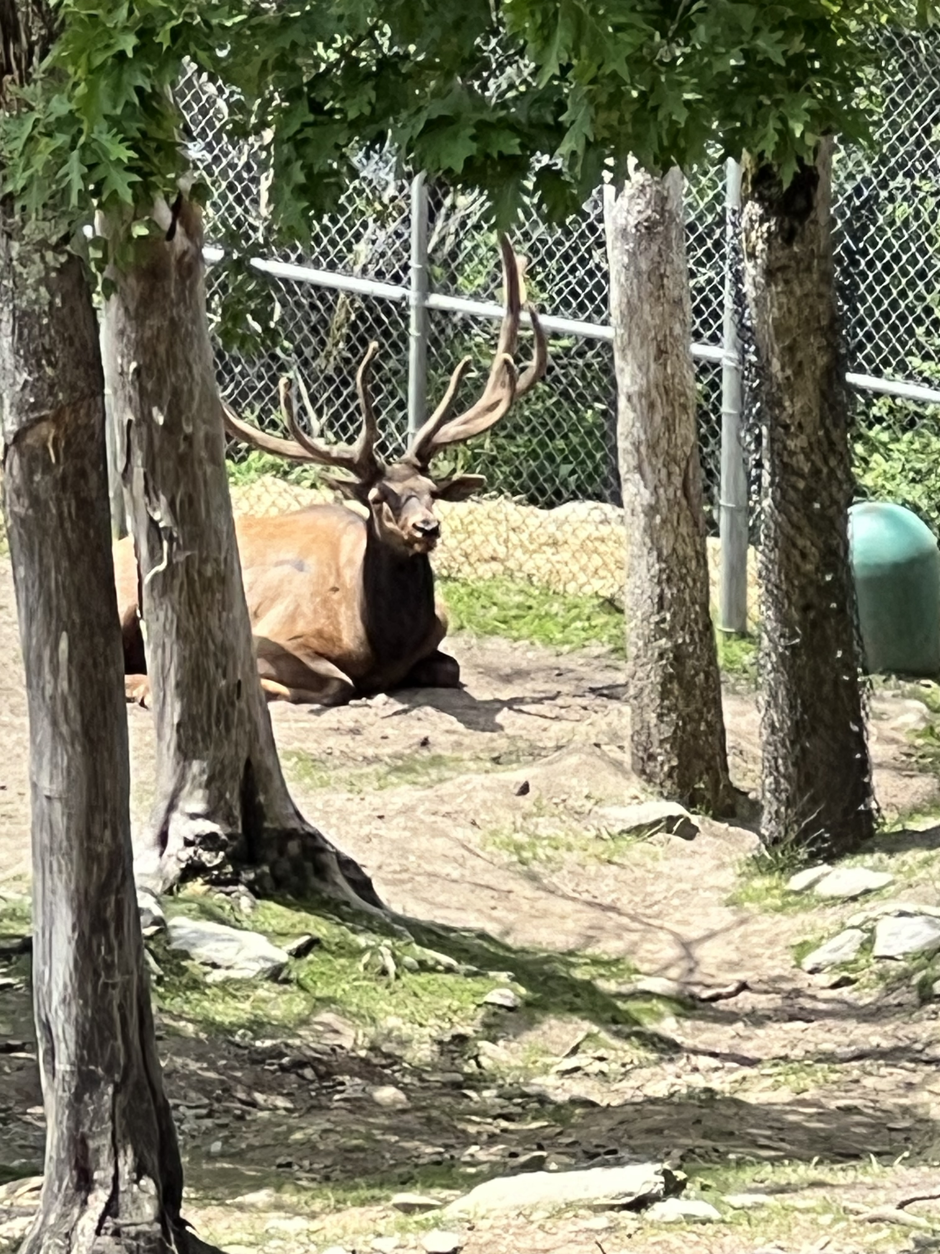 ./2024/08 - Banner Elk/Grandfather Mountain/IMG_2001.jpg